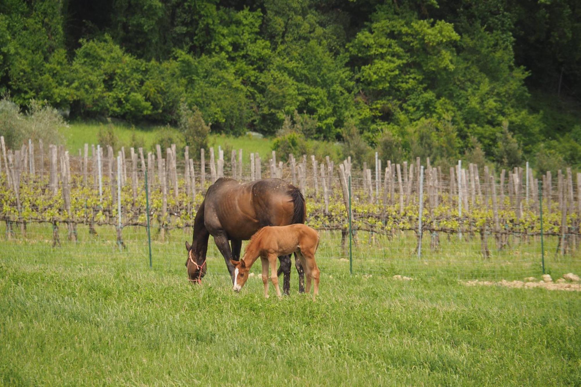 Agriturismo Le Tre Pietre - Podere Nel Chianti Quercegrossa Exterior foto